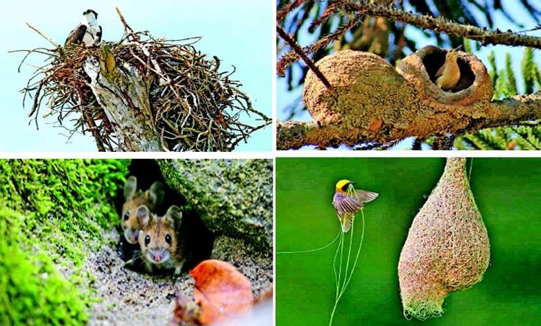 સ્થાપત્યનું વાઈ-ફાઈ: શું ઉંદર સ્થપતિ છે?