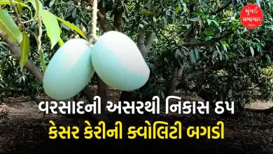 Unseasonal rains spoil the sweetness of Talala saffron, leading to a sharp decline in exports