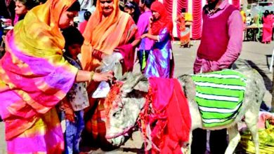 વિશેષ : ગધેડો પણ પૂજનીય છે, જાણો છો ક્યાં?