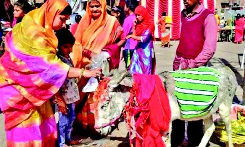 વિશેષ : ગધેડો પણ પૂજનીય છે, જાણો છો ક્યાં?