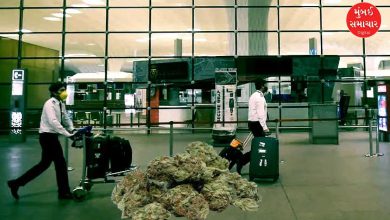 12 crores worth of marijuana seized at Mumbai airport