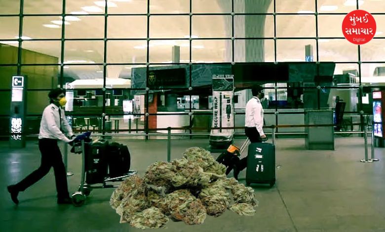 12 crores worth of marijuana seized at Mumbai airport
