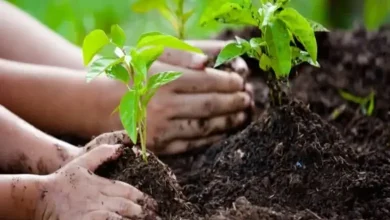 50 percent planting completed in Gujarat