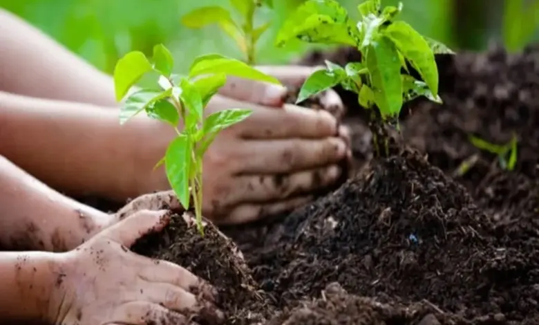 50 percent planting completed in Gujarat