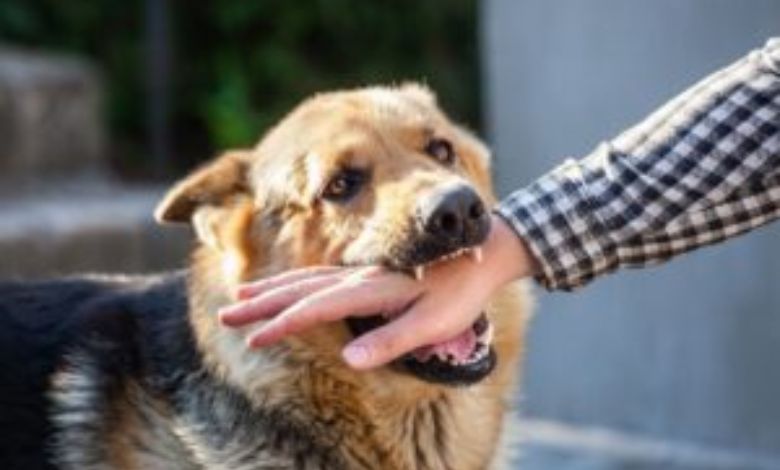 65,000 cases of ear biting in Pune in three years