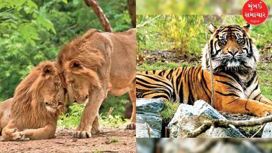 After lions, will Gujarat now become home to tigers too? Discussions have started to establish a tiger reserve in this area