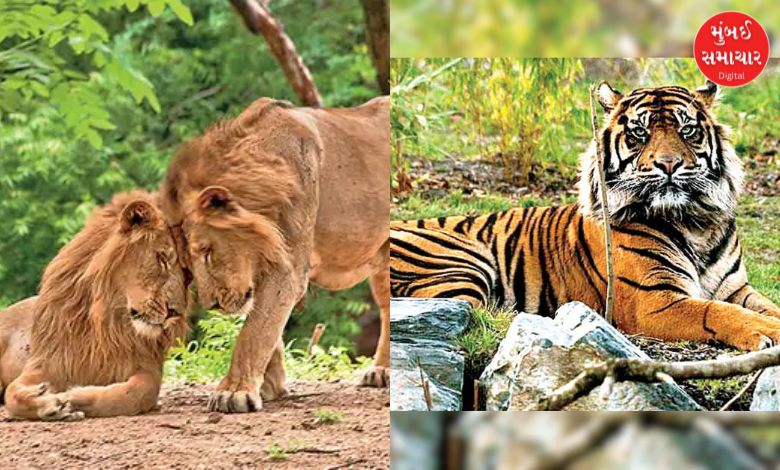 After lions, will Gujarat now become home to tigers too? Discussions have started to establish a tiger reserve in this area