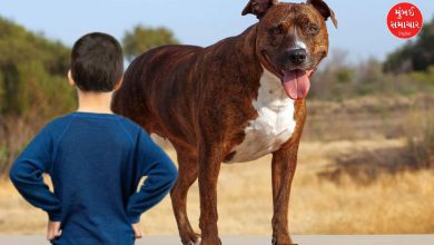 Child attacked by pit bull
