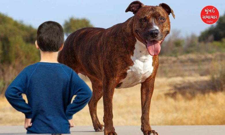 Child attacked by pit bull