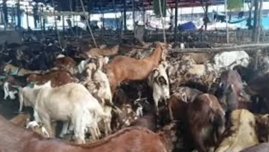 Demand to close slaughterhouses in Paryushan