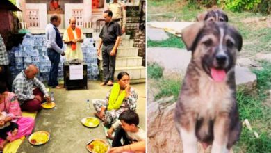 શ્વાને બચાવ્યા જીવઃ જાણો પૂરગ્રસ્ત હિમાચલના આ ગ્રામવાસીઓની આપવીતી