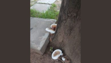 Due to the constant humid climate, rare plants have emerged in Kutch