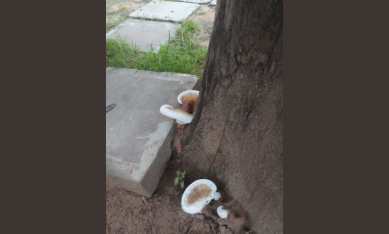 Due to the constant humid climate, rare plants have emerged in Kutch