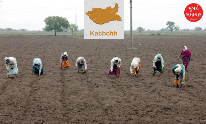 Farmers get back to work after rains: Around 70 percent of sowing work completed in Kutch