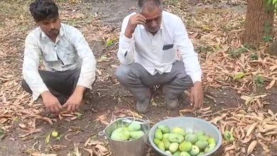 મોસમના બદલાયેલા મિજાજની અસર: કચ્છી કેસર કેરીને પછાડી 'લંગડો' મેદાન મારી જશે