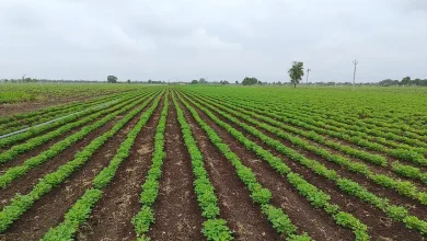 Kharif crop planting in Gujarat