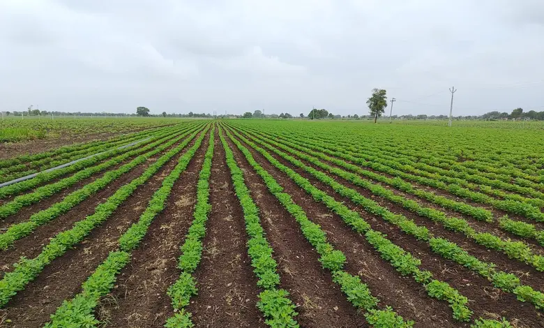 Kharif crop planting in Gujarat