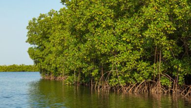 ગુજરાતની અનોખી સિદ્ધિ, 19, 520 હેક્ટર વિસ્તારમાં ચેરના વાવેતર સાથે દેશમાં પ્રથમ