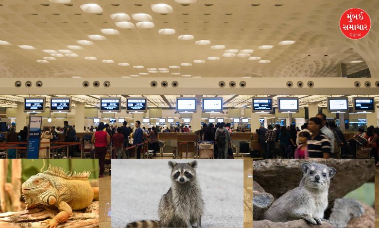 Mumbai airport animal smuggling