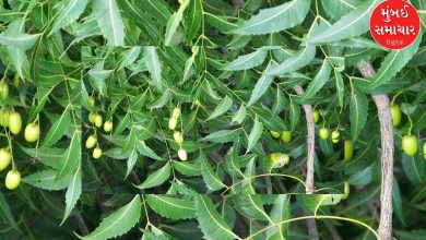 The many benefits of bitter neem: Home remedies for diabetes, cholesterol and stomach problems
