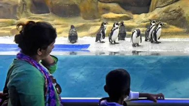 Penguin cost Rs 25 crore in five years