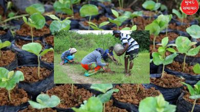 Forest Department's innovative approach to increase the state's green cover, now saplings will be planted on PPP basis in such places too