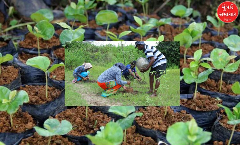 Forest Department's innovative approach to increase the state's green cover, now saplings will be planted on PPP basis in such places too