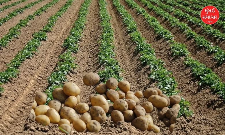 Potato production