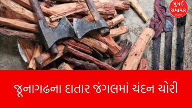 Pushpa gang active in Datar forest of Junagadh! Sandalwood smugglers fled when forest officials arrived