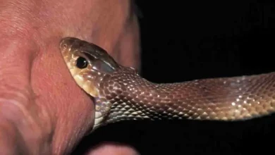 Snake bite declared a notified disease