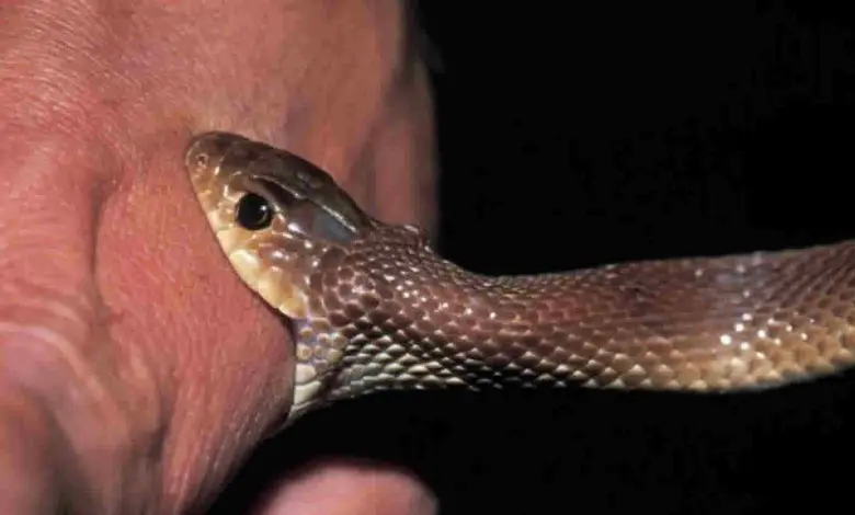 Snake bite declared a notified disease