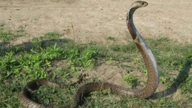 ભુજમાં જાણીતા સ્નેક રેસ્ક્યૂઅરને જ સાપે ડંખ માર્યોઃ સારવાર મળતા જીવ બચ્યો