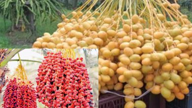 કચ્છના અંજાર તાલુકામાંથી રૂપિયા 1.25 લાખની ખારેક ચોરાઈ! ખેડૂતોમાં ચિંતા વ્યાપી