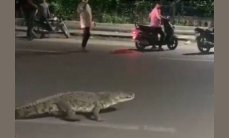 વડોદરાના રોડ પર ફરતા મગરનો વિડીયો વાઈરલ, વન વિભાગે રેસ્ક્યુ કરી નદીમાં મુક્યો