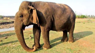 વત્સલા દાદી તરીકે ઓળખાતી એશિયાની સૌથી વૃદ્ધ હાથણીએ 100 વર્ષની ઉંમરે લીધા છેલ્લા શ્વાસ