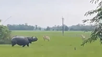 Video of Kaziranga rhino becoming aggressive goes viral