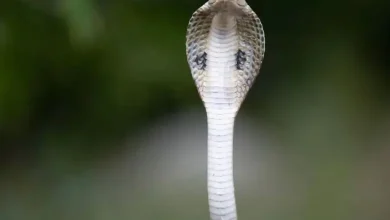 Worship of live snakes on Nag Panchami
