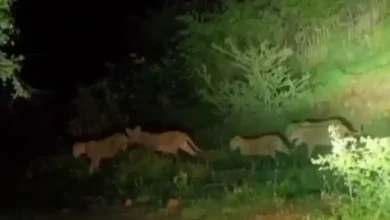 Amazing scene in Bhavnagar: A pride of 17 lions roaming together caught on camera