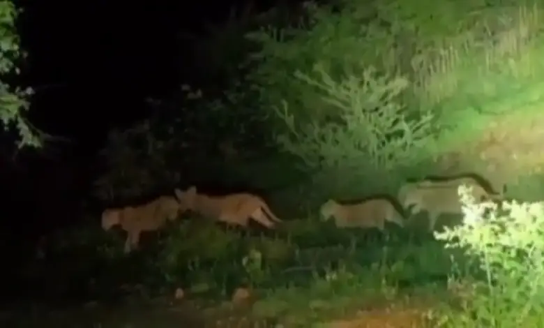 Amazing scene in Bhavnagar: A pride of 17 lions roaming together caught on camera