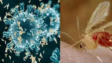 પંચમહાલમાં શંકાસ્પદ ચાંદીપુરાના કેસ નોંધાતા તંત્ર થયું દોડતું, ત્રણ બાળકોના મોત