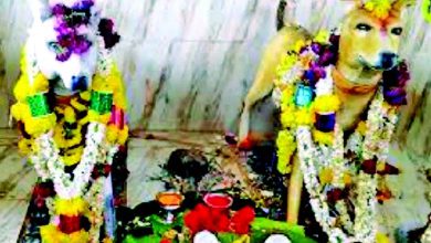 ચન્નાપટના, કર્ણાટકમાં આવેલા શ્વાન મંદિરની પ્રતિમા.