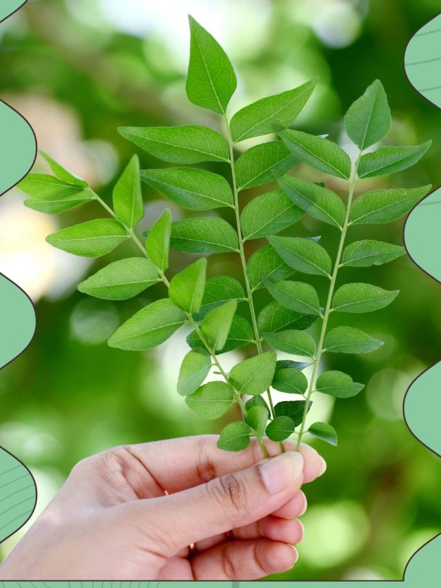 મીઠા લીમડાના ગૂણ પણ મીઠા