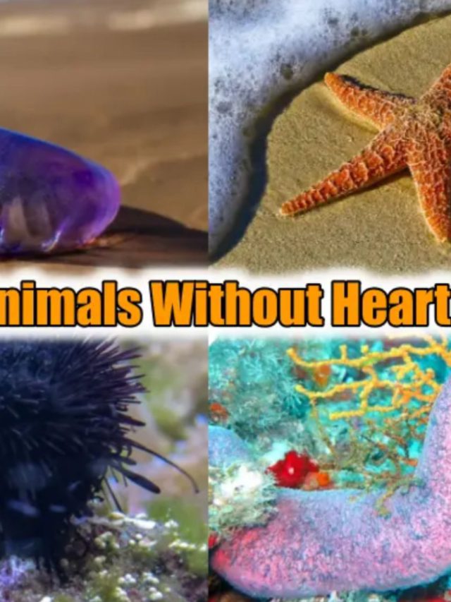 હાર્ટ વિના પણ જીવી શકે છે ધરતી પરના આ જીવ, નામ સાંભળીને…