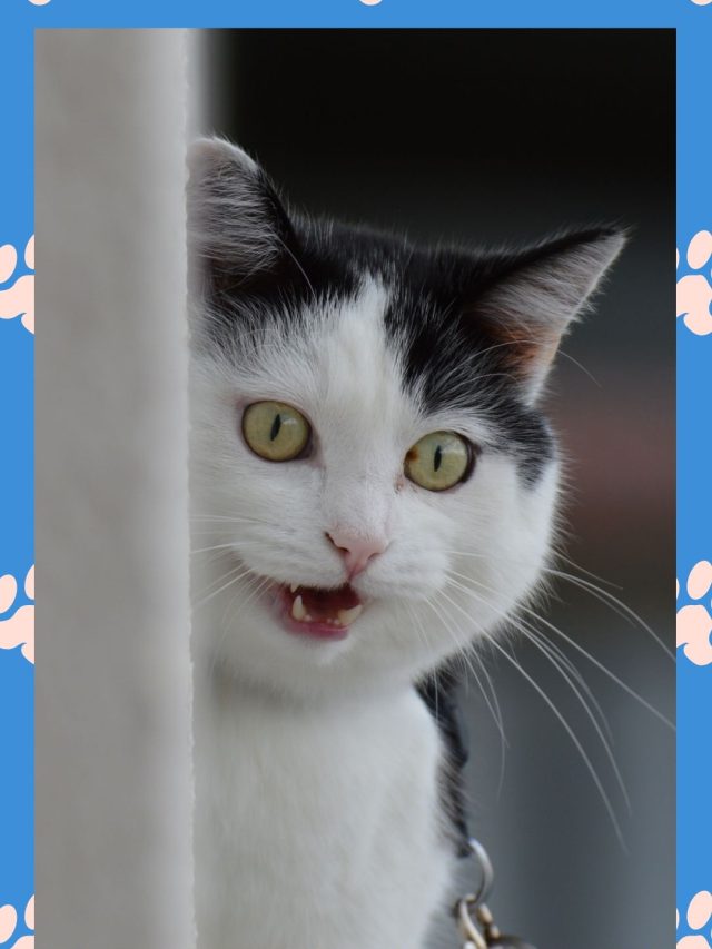 શું તમારી બિલાડી વિશે તમે આ જાણો છો