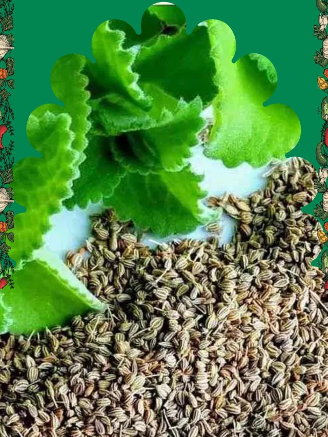 અજમાનું વધારે પડતું સેવન ભારે પડશે હો!