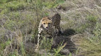 A female leopard named Nabha died in Kuno National Park, now only 26 have been raised