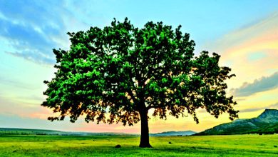 ફોકસઃ વૃક્ષોને પણ જોઈએ છે ખુલ્લું વાતાવરણ...