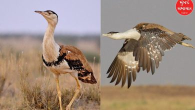 Committee proposes to Supreme Court to save Kutch's Ghorad bird: Extortion in power supply companies
