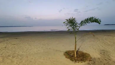 ગીર સોમનાથના દરિયાકિનારા નજીક આવેલા નિર્જન ટાપુનો ફોટો