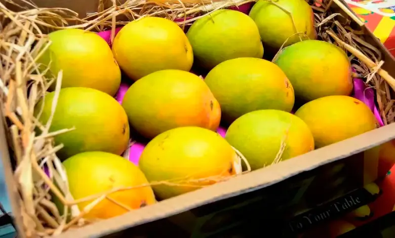 Gujarati mangoes dominate the world: Kesar mango exports set new records, more than 856 metric tons of mangoes reached abroad